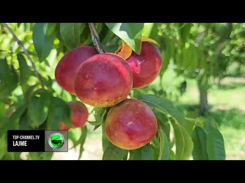 Video: Rritja e nektarinave në klimat e ftohta - Pemë nektarinë për zonën 4