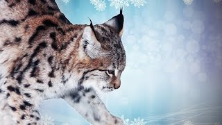 sIBERIAN lYNX TALK