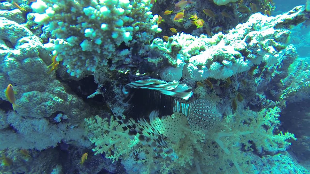 Rotfeuerfisch Zargabat Island 04 06 13 01