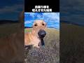 ゴールデンレトリバーを飼いたい気持ちになる動画 #犬 #ゴールデンレトリバー