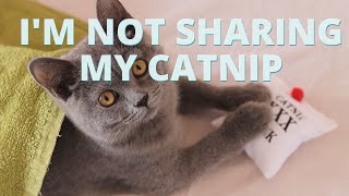 Catnip kittens (Wrong effects) | British shorthair kittens by Willy and Tilda 405 views 3 years ago 2 minutes, 14 seconds