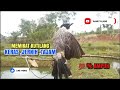 Suara Burung Kutilang Gacor Asli 100% Ampuh Untuk Memanggil Burung Kutilang Liar Auto Mendekat