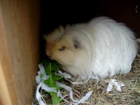 Bob The Gunieapig Died on 30th January 2011 Of Old age