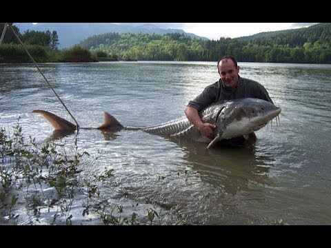 Рыбалка на реке осетр: особенности и советы