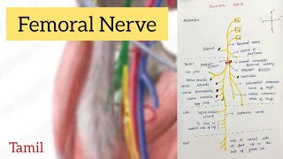Femoral Nerve - In Tamil #anatomy #health #medical #physiotherapy #neurology #femoral #physiology