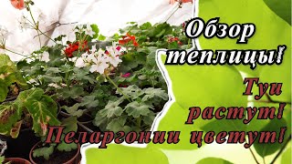 Обзор зимней теплицы.  Работы в декабре