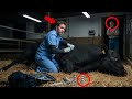 My Son Drove 200 Miles to SAVE a Dying Bull — They Called Him Crazy, Now Everyone’s in Shock.