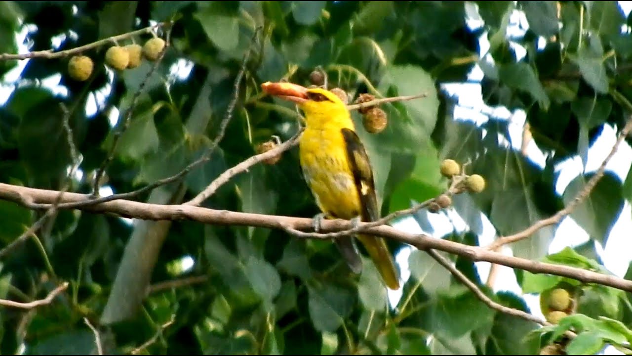 Golden Oriole Bird live singing sounds at morning