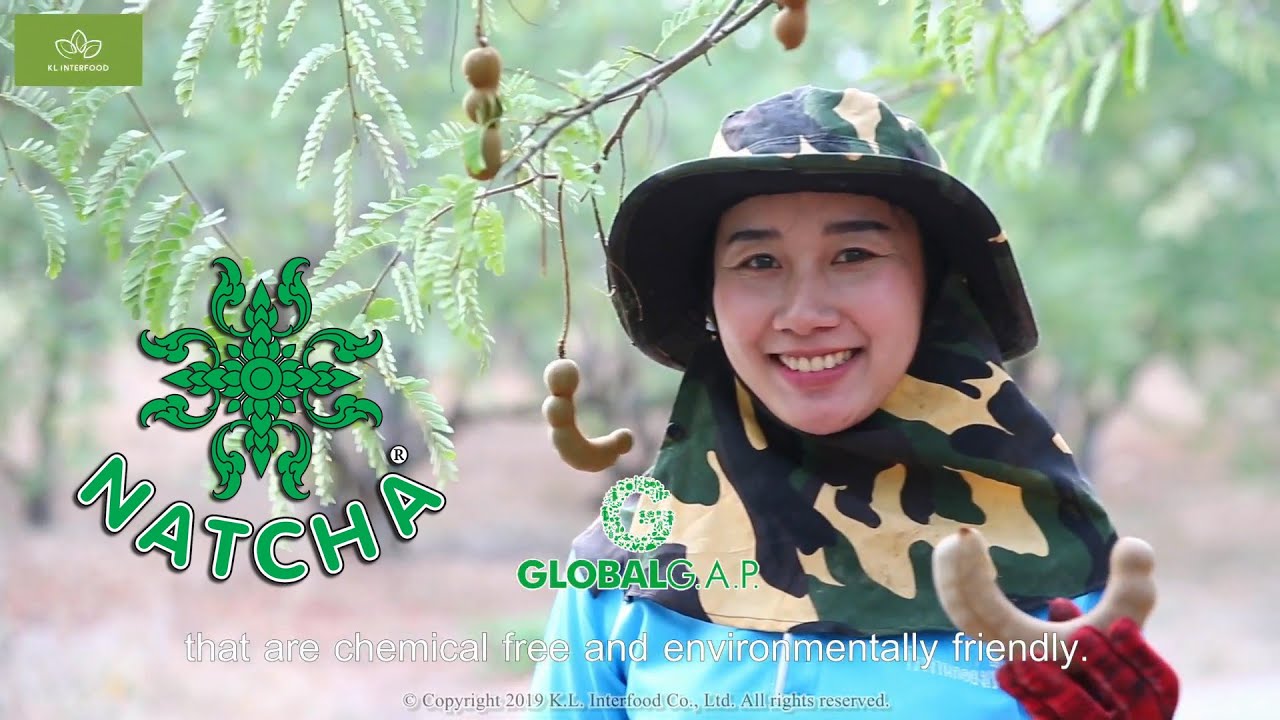 Manufacturer & Exporter of Thai sweet tamarind from Petchaboon Thailand.From our own tamarind farms.