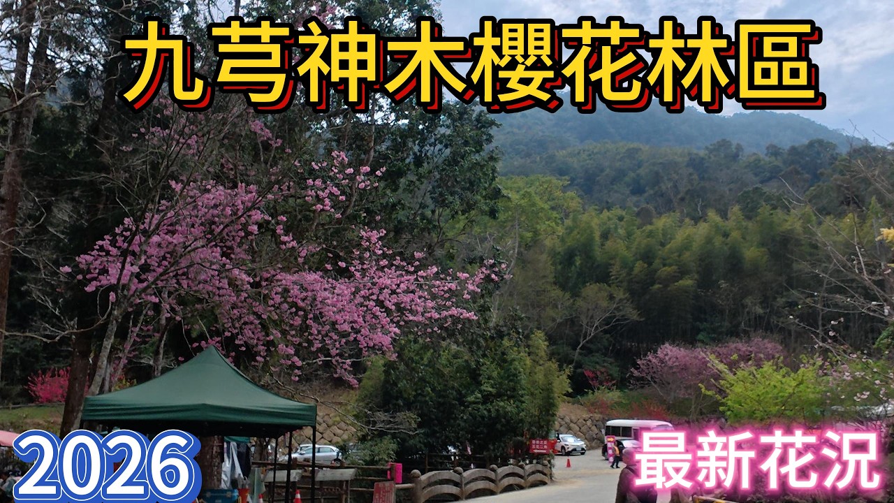 2月26日九芎神木櫻花林區