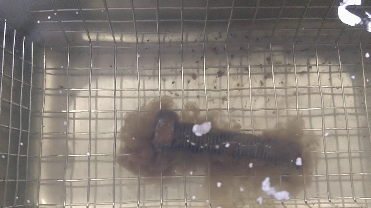 Powerful Professional Ultrasonic cleaner 