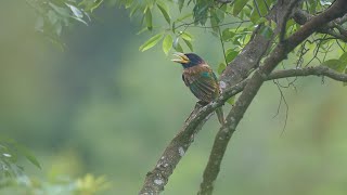 Great Barbet 大擬啄木鳥