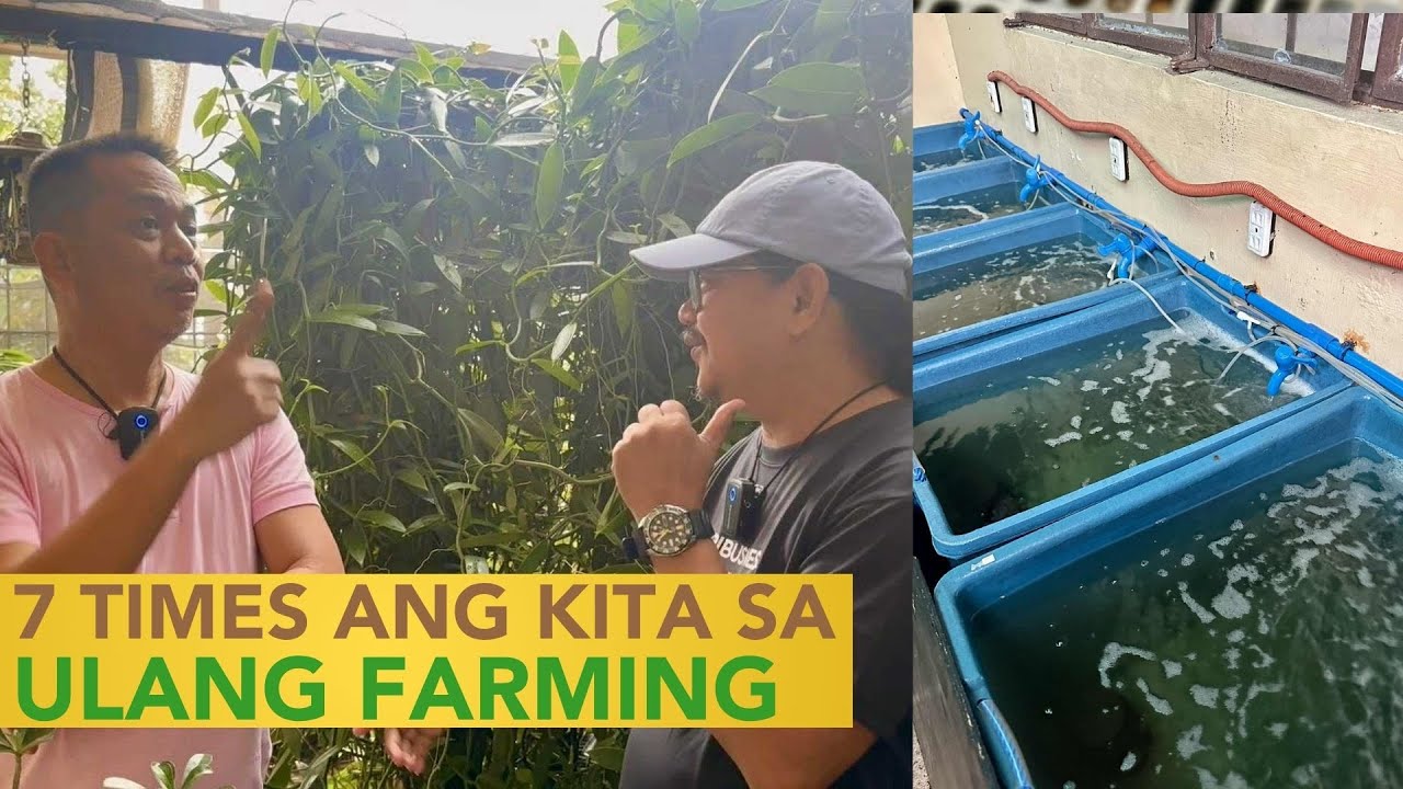 7-8 Times ang Kita from the Small Puhunan sa Ulang Grow-out Farming