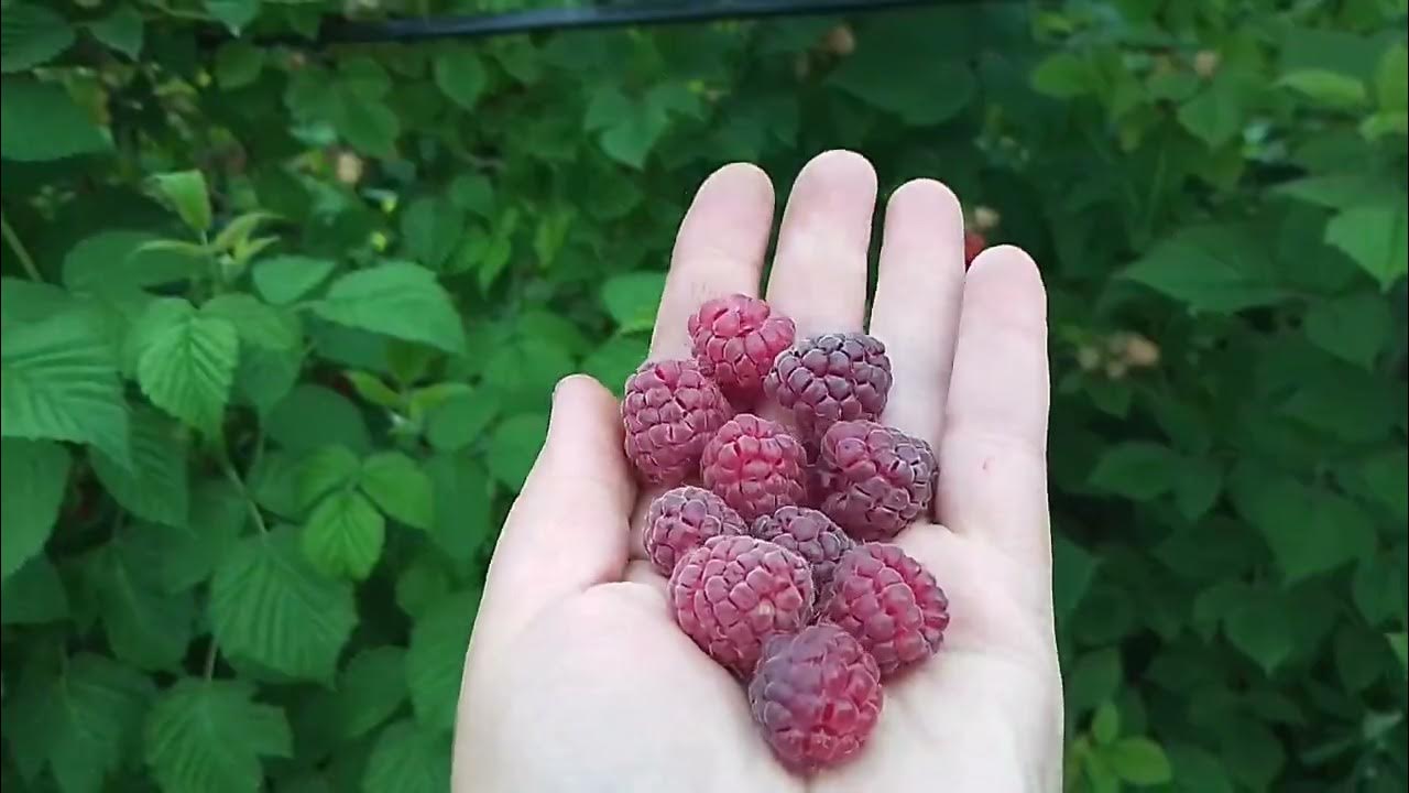 Малина РОЯЛТИ -фиолетовое чудо в нашем саду!😋👌 - YouTube