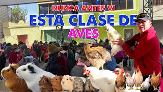 GRAN FERIA  DE AVES  Y CUYES EN  GUAMOTE  I  GEO LEMA