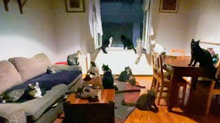 Midnight Cat Party 😻 A Room Full of Cats The Ultimate Cat Party Experience! 🐾 screenshot 2