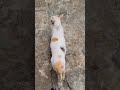 Have a problem with her legs 😪🥰 #cat #shortvideo #cutecat #animallife