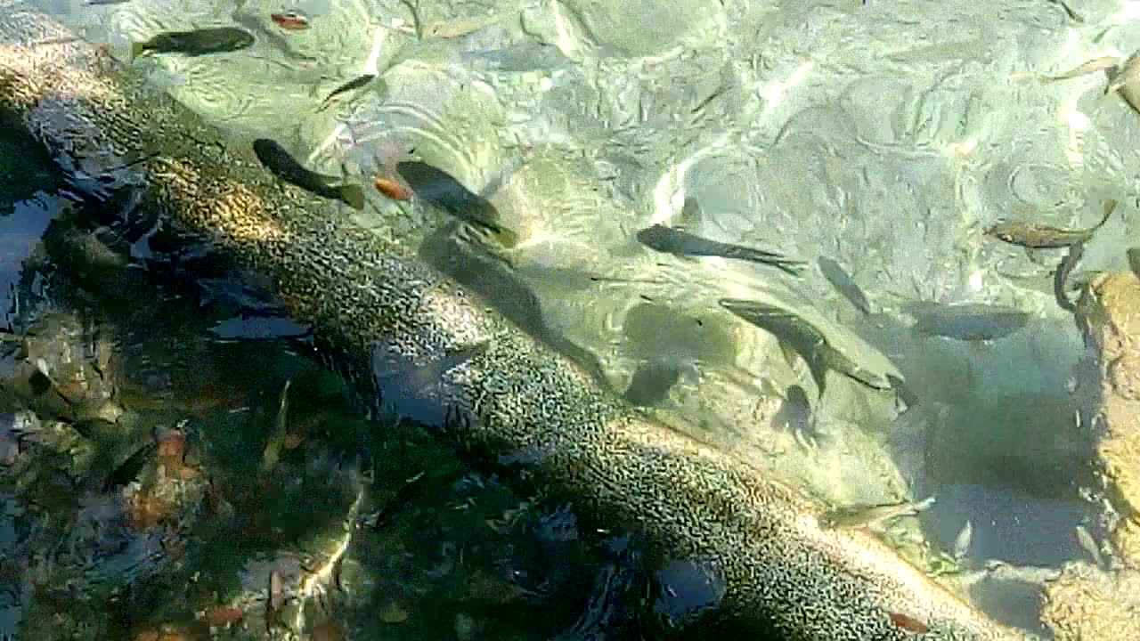 Ojo de agua YouTube Ojo de agua YouTube