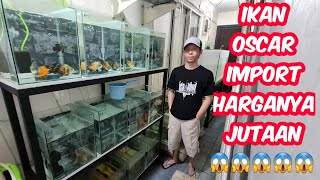 Grebek Kolektor Oscar Sultan  Semuanya Unik High Contras Super Short Body  Harga Nya Bikin Lemes