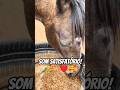 Que som satisfatório e só de você ver que você tem condição de dar uma alimentação adequada!👏🏻🤠🌾🐎♥️🥰