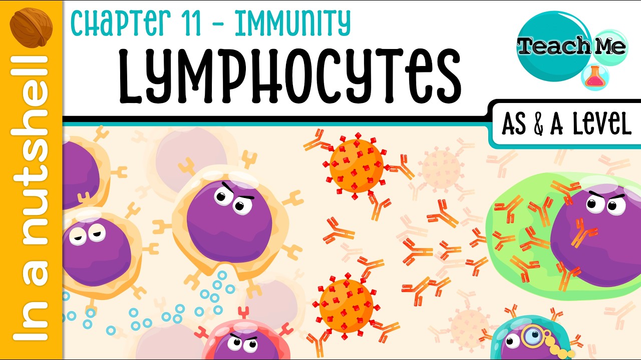 (Chapter 11) - Lymphocytes [In A Nutshell] - Cambridge AS & A Level ...
