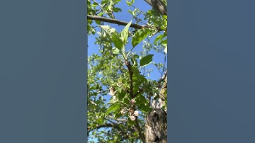 IBM plans to replace 7,800 jobs with AI over time, pauses hiring certain positions - News #23164