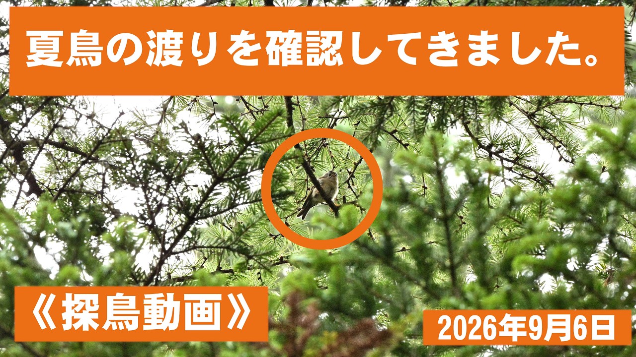 交渉中⚠️#484：ぎふの名山名木　岐阜の自然観察ガイドシリーズ① Birdwatching Video》Checking to see if the Japanese robin has
