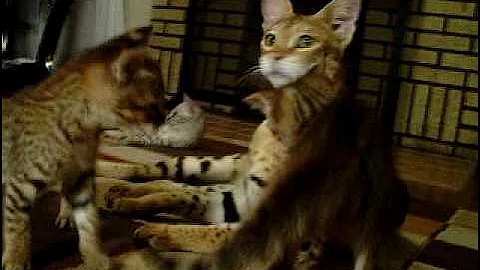 Watch the video about F1 Savannah cat and F2 Savannah kittens