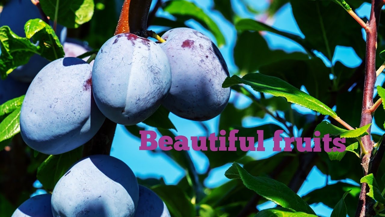 Beautiful fruits || Relaxing music || Arabham