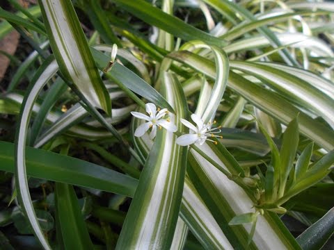 Vídeo: Chlorophytum laxum: foto i descripció, atenció domiciliària