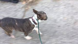 Bratty bull terrier is learning how to walk politely on leash!