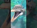 Dolphins Give Each Other Names, And Call Out to Their Friends by Name in the Wild #facts