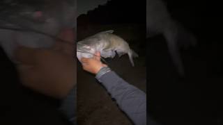 Topwater Catfish!! Unexpected Catch! Night Time Texas Pond Hopping!