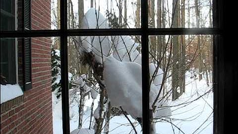 Dumb Bird Flies Into Window