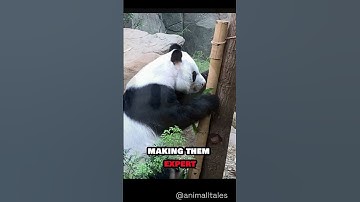 The Secret Life of Pandas: Facts You Didn’t Know! #shorts #panda #animalfacts #animals
