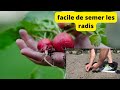 cultiver et semer les radis