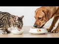 Cat Lovers vs Dog Lovers – Personality Showdown.