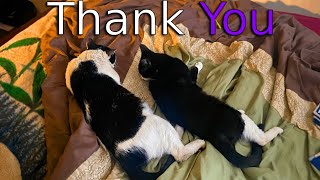 Thanking You (Ft.The Cats)