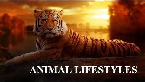 ICSE CLASS 5 Science Lesson 2 Animal Lifestyles