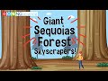 Giant Sequoias: Facts and Features