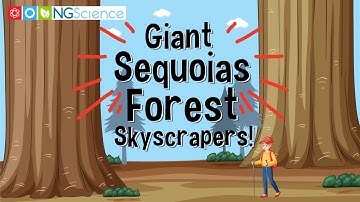 Giant Sequoias – Forest Skyscrapers!