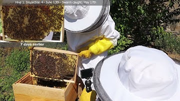 Bee Hive 1 Inspection #4 June 13th. Swarm caught using a 5 frame bait hive on May 17th.