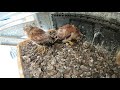 Kestrel Chicks Day 30 - 10th January 2021