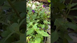 Sound of chicken at rural area #nature #natural #rurallife #lifestylevlog #natureshots #naturedaily