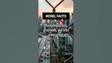 Where do you find morel mushrooms?  Comment below!  👇  #shorts #foodfacts #recipeshorts