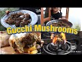 Gucchi || Morel Mushroom || One of the Most Expensive Mushroom || Healthy Food || Health Benefits