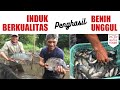 Budidaya Ikan Nila Dengan Induk Super Jumbo Penghasil Benih Unggul | Ikhtus Tondei