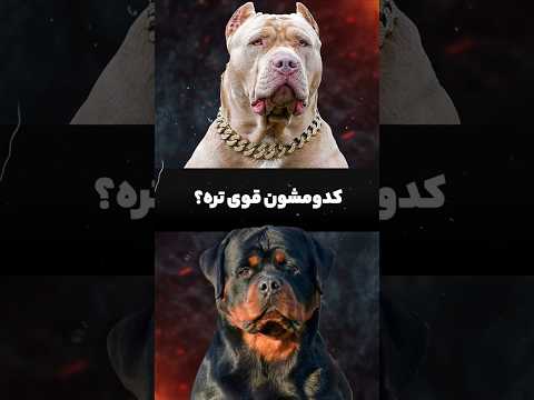 جنگ بین پیتبول و روتوایلر Rottweiler Vs Pitbull