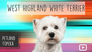 West Highland Terrier Fun Facts by Petland Topeka 18 views 2 years ago 1 minute