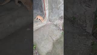 Download Lagu gusto nyaang dakotin Ang maliit na makulit MP3